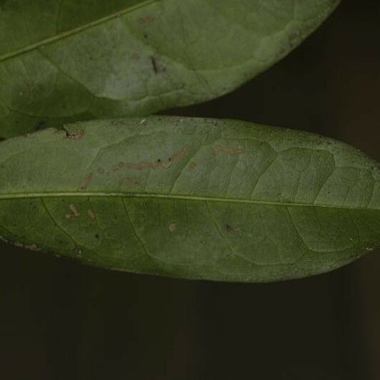 Tapura guianensis Deilen