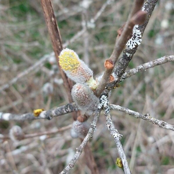 Salix atrocinerea Flower