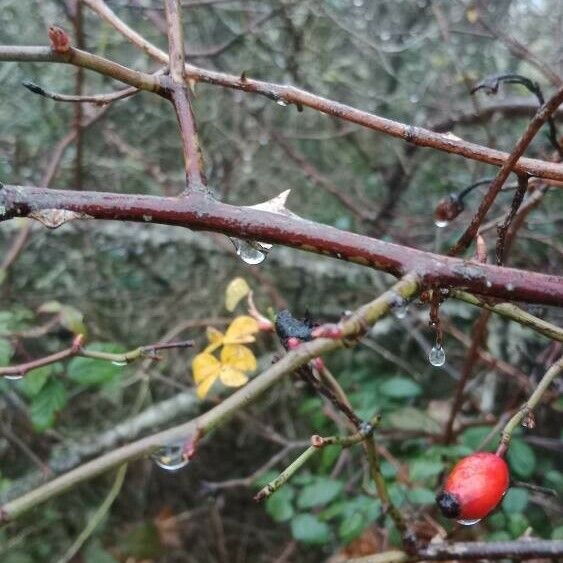 Rosa dumalis Bark