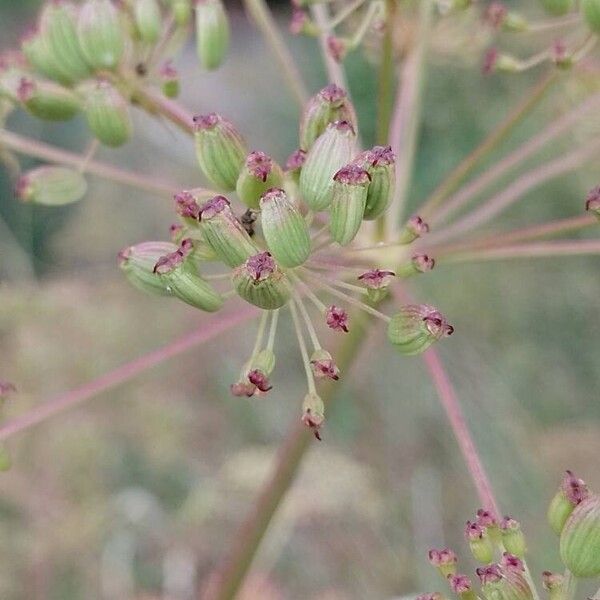 Peucedanum cervaria Фрукт