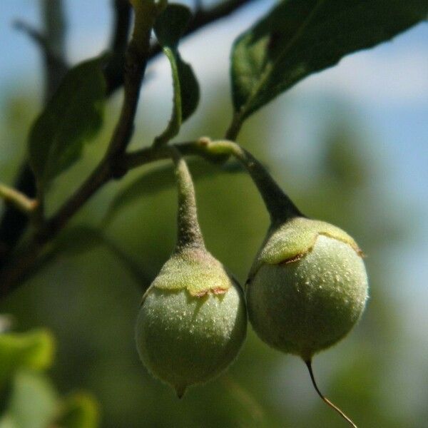 Styrax americanus Meyve