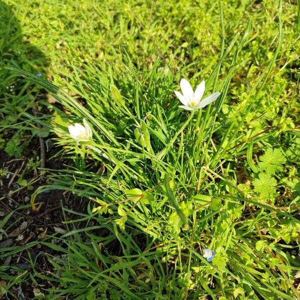 Ornithogalum divergens Žiedas