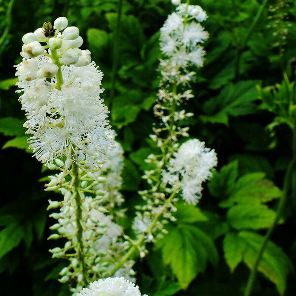 Actaea racemosa Floare