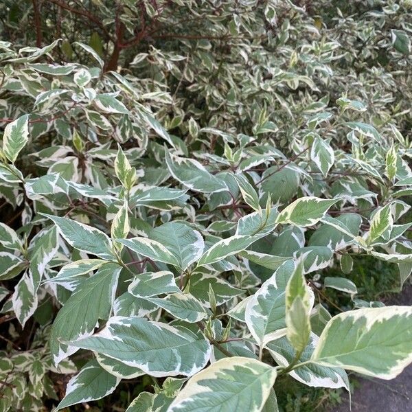 Cornus alba Blad