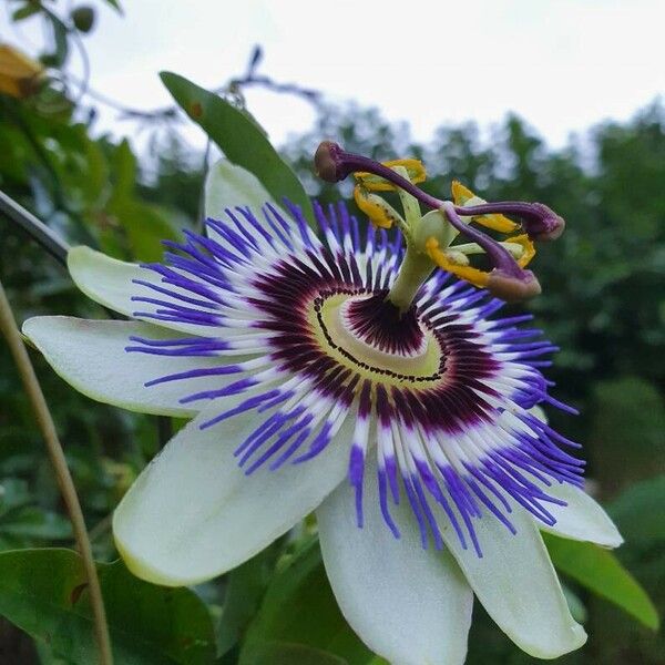 Passiflora caerulea Kvet