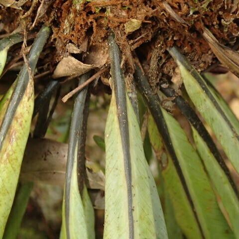 Asplenium africanum その他の提案