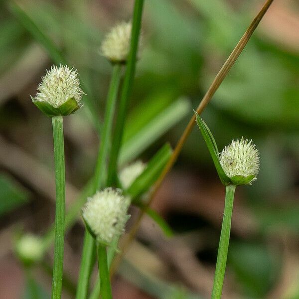 Cyperus brevifolius Bloem