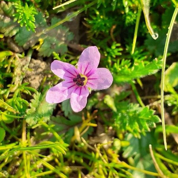 Erodium botrys Цвят