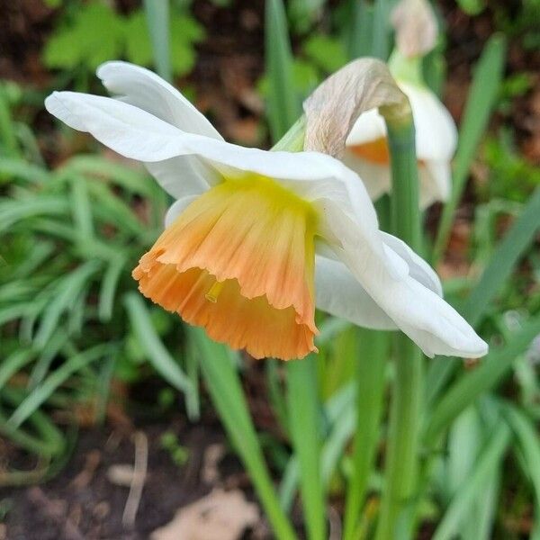 Narcissus poeticus Blüte