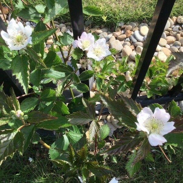 Rubus argutus 花