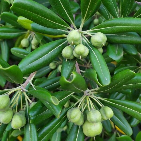 Pittosporum tobira Vrucht