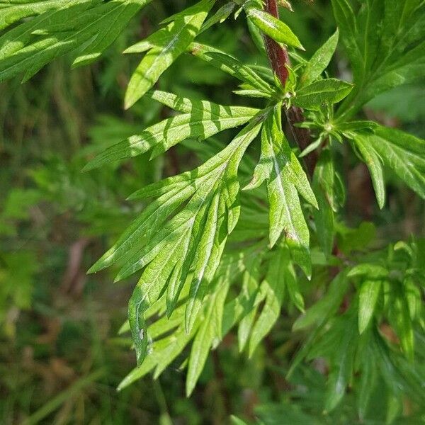 Artemisia vulgaris Levél