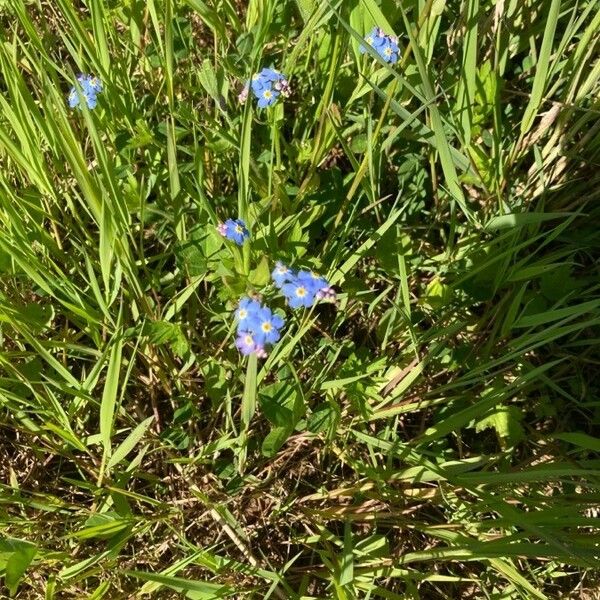 Myosotis scorpioides Flower