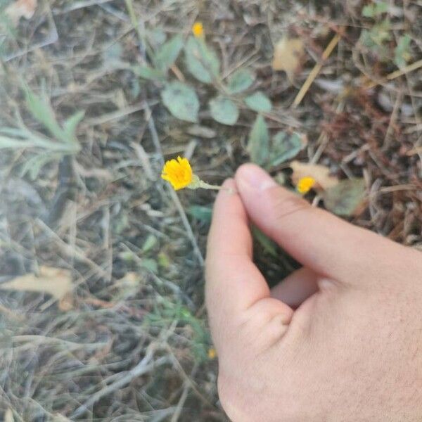 Hieracium gouanii Цветок