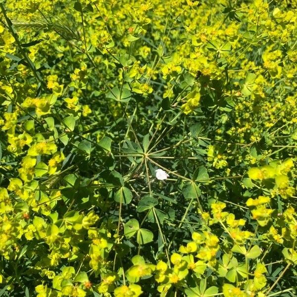 Euphorbia segetalis Fulla