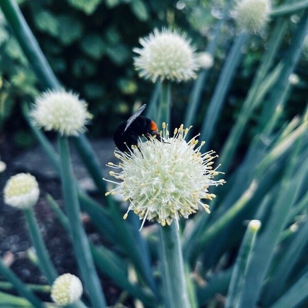 Allium fistulosum Blomma