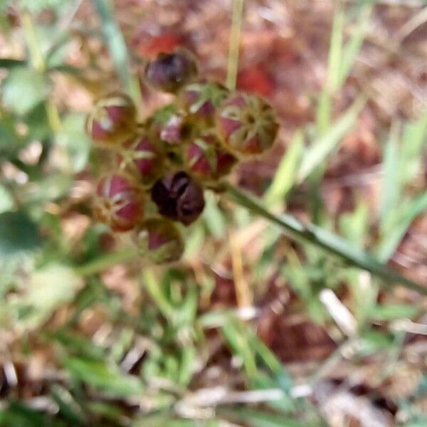 Sida linifolia Flor