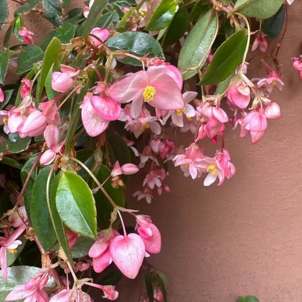 Begonia fuchsioides Fleur