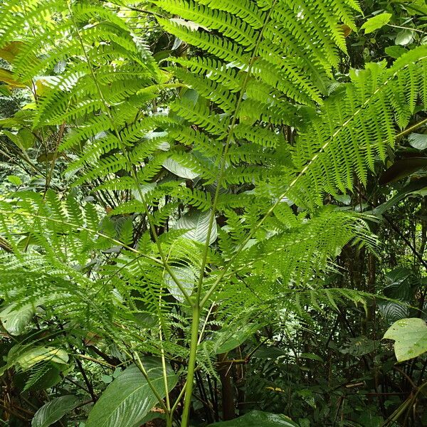 Pteris tripartita Hostoa