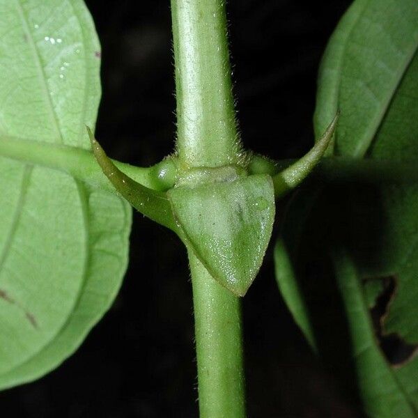 Uncaria tomentosa Bark