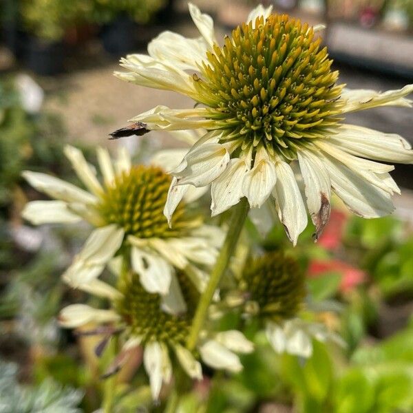 Echinacea purpurea Flower