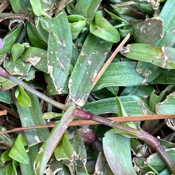 Murdannia nudiflora Leaf