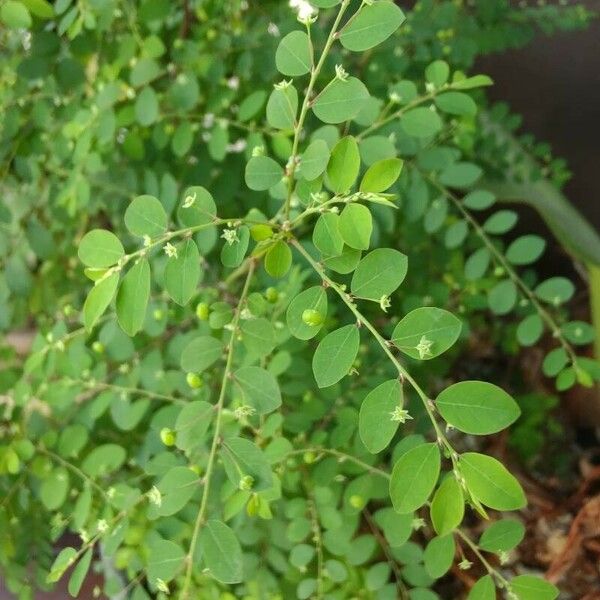 Phyllanthus tenellus Leaf