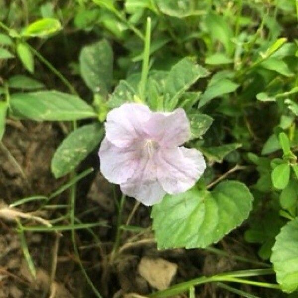 Ruellia strepens Çiçek