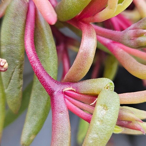 Delosperma cooperi Casca