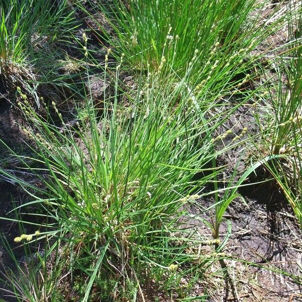 Carex canescens Агульны выгляд