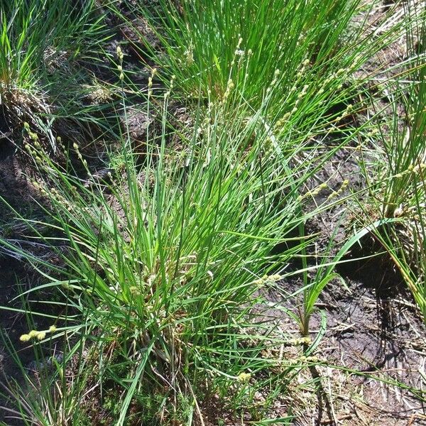 Carex canescens Habitus