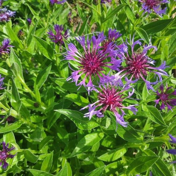 Centaurea montana Flors