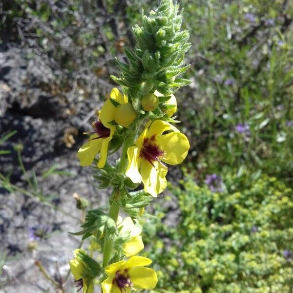 Verbascum boerhavii Õis