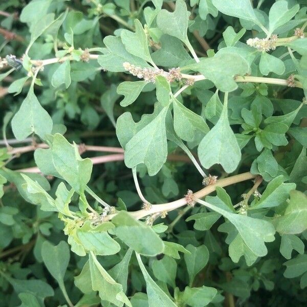 Amaranthus blitum 葉