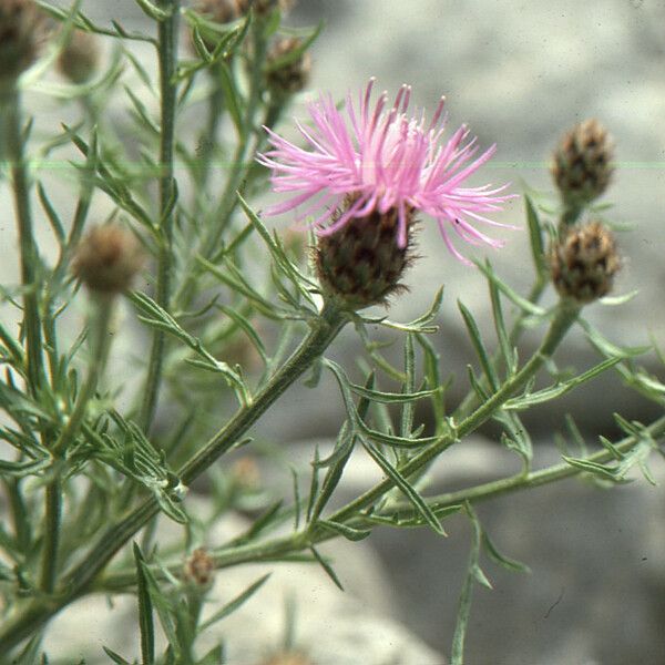 Centaurea corymbosa 花