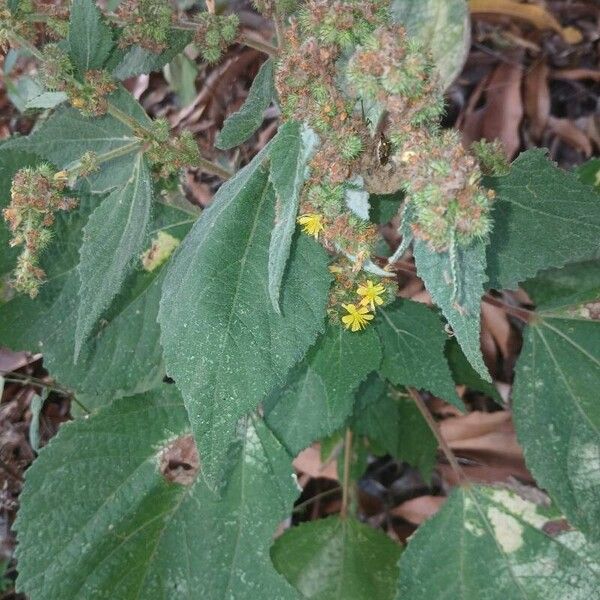 Triumfetta rhomboidea Flower