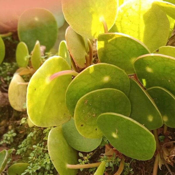 Pilea peperomioides 葉