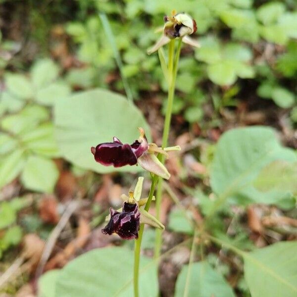 Cotinus coggygria Flor