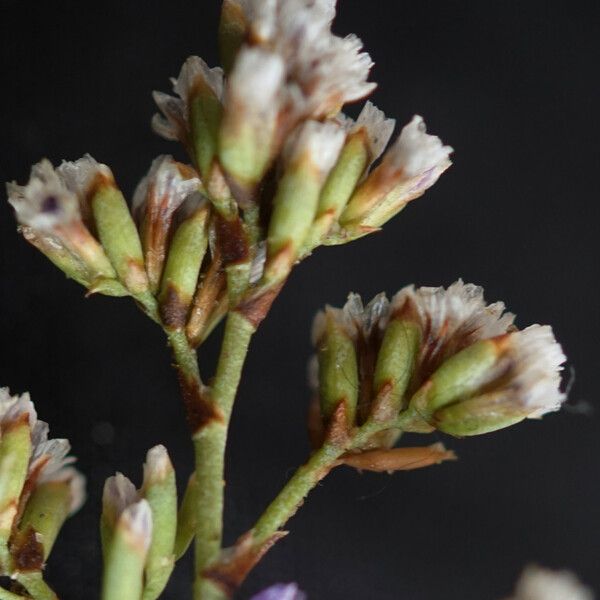 Limonium girardianum Floro
