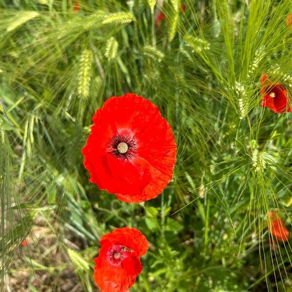 Papaver setiferum Floro