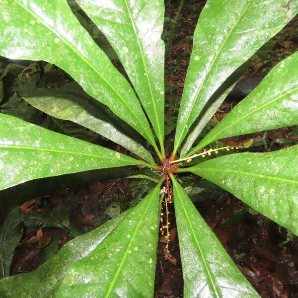 Clavija costaricana Leaf