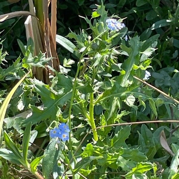 Myosotis scorpioides Natur