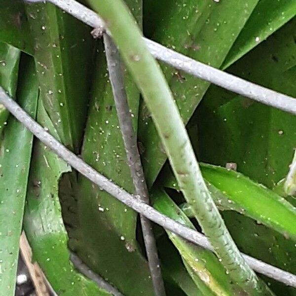 Hyacinthoides × massartiana Кора