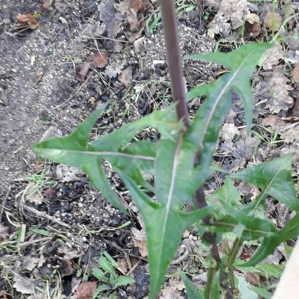 Sonchus oleraceus Ліст