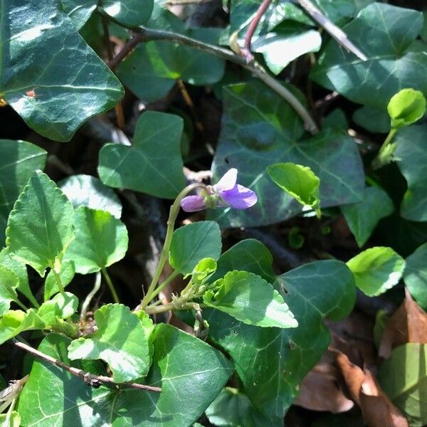 Viola hirta Floare