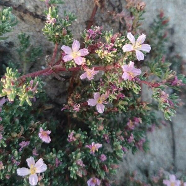 Frankenia laevis Flower