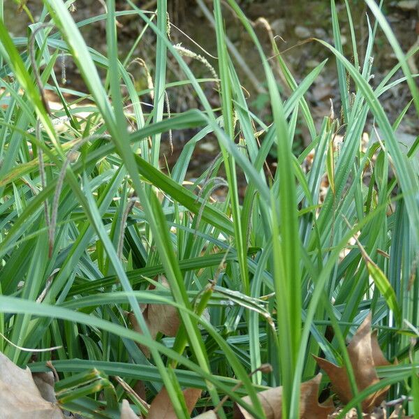 Carex pendula Habit