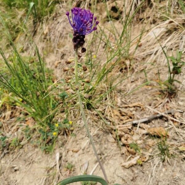 Muscari comosum Blomst