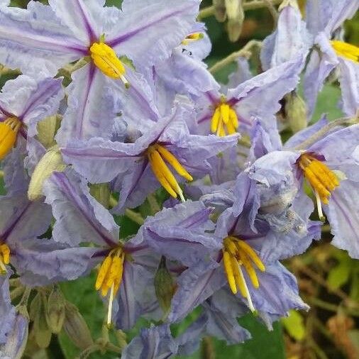 Solanum elaeagnifolium Blüte