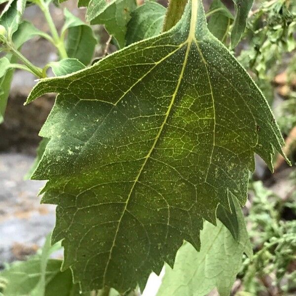 Verbesina encelioides Folla